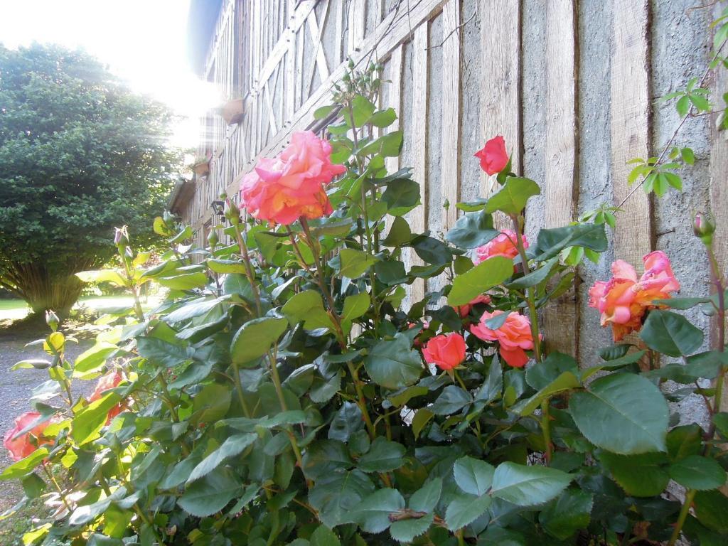 La Maison De Lalette Bed & Breakfast Gruchet-Saint-Siméon Exterior foto